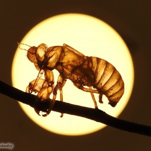 Cicada exosqueleton